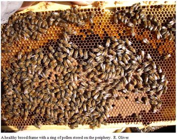 fatbees1-3.jpg