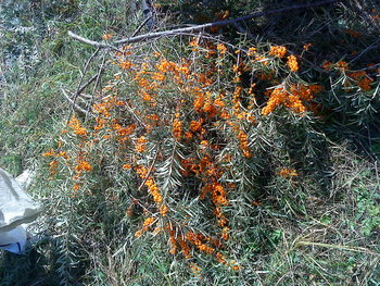DSC00457_resize.JPG