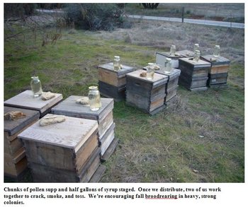 fatbees2-7.jpg