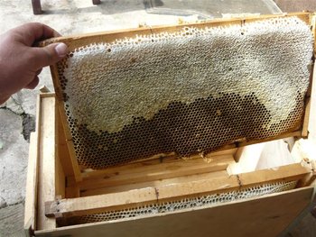 P1020577 (Medium).JPG