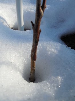 DSCN0203.jpg