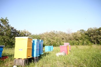 IMG_2642.JPG
