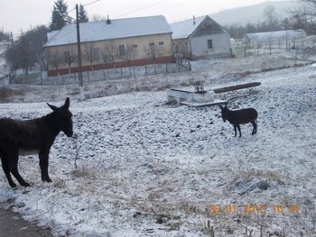 de toate febr 2013 009.JPG