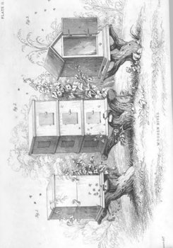 Entomology of Bees - W.Jardine 1840_Ed.VI planse.jpg
