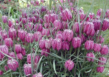 FritillariaMeleagris (Copy).jpg