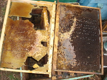 DSC09377.JPG