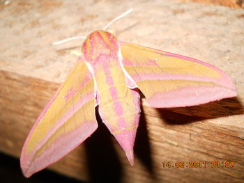 rsz_dscn0833.jpg