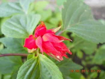 rsz_dscn0854.jpg