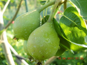 rsz_dscn0852.jpg