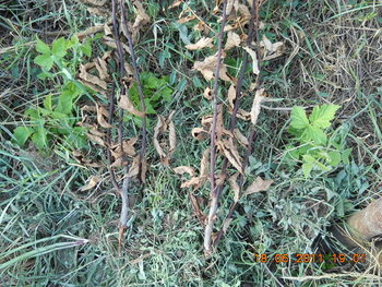 rsz_dscn0882.jpg