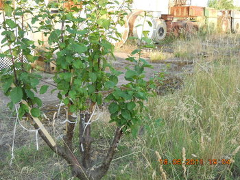 rsz_dscn0883.jpg
