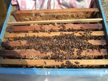 DSC02960 (Medium).JPG