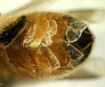 ceara (Copy).gif