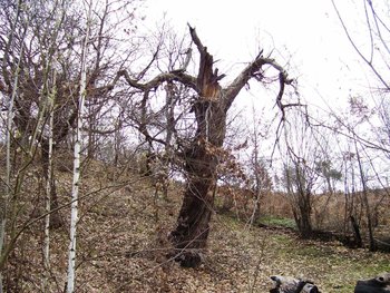 100_1614-resize.jpg