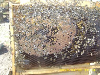 IMG_4283 (Medium).JPG