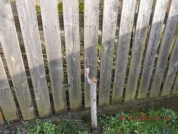 foto comeat 005.JPG