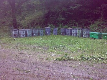 tei inceputuri.jpg