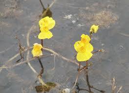 Utricularis vulgaris2.JPG
