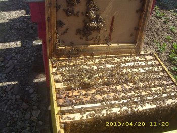 IMG_4302 (Medium).JPG