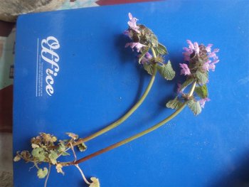 DSC03144 (Medium).JPG