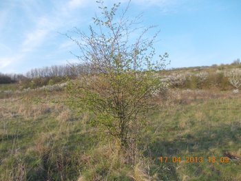 colt de rai 009.JPG