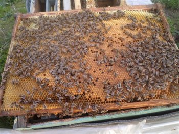 DSC03162 (Medium).JPG