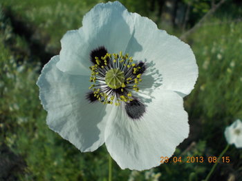 rsz_3dscn0915.jpg