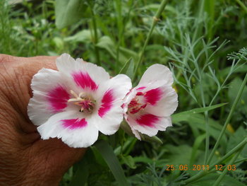 rsz_dscn0899.jpg
