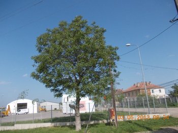 FOTO COMEAT2 014.JPG
