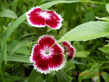 rsz_dscn0902.jpg