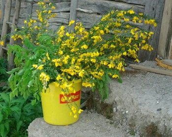 20130505_131408-1(2).jpg (179.16 KiB) Vizualizat de 2438 ori 20130505_131408-1(2).jpg