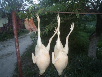 DSC03345 (Medium).JPG