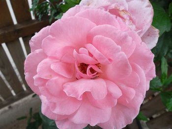 stupina mea 064 (Small).jpg