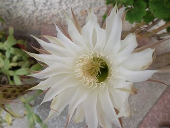 stupina mea 062 (Small).jpg