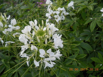 rsz_dscn0914.jpg