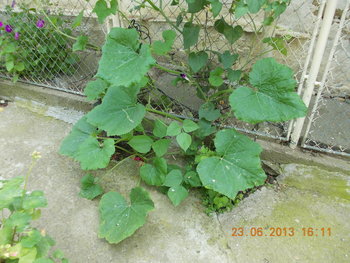 rsz_1picture_024.jpg