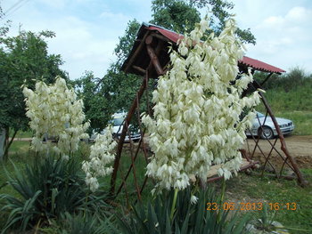 rsz_1picture_027.jpg