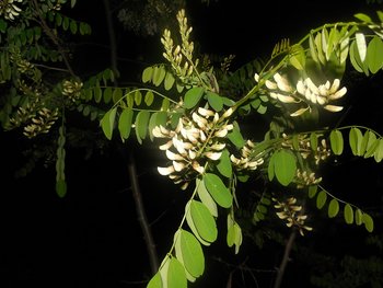 DSCN2220.jpg