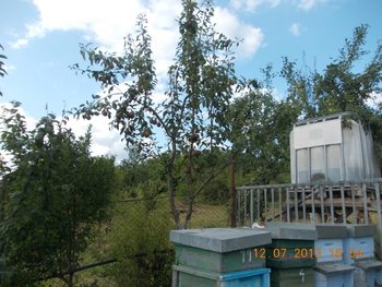 STUPINA LUI FLORINELU 005.JPG
