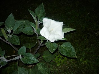 P1040305 (Medium).JPG