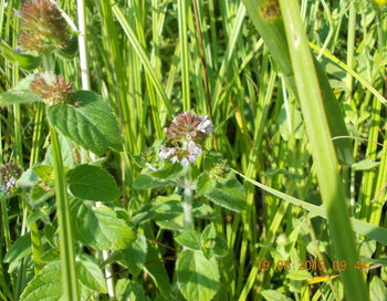 rsz_1dscn1424.jpg