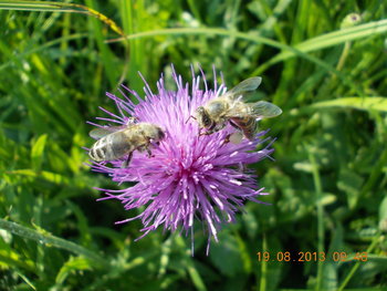 rsz_dscn1431.jpg
