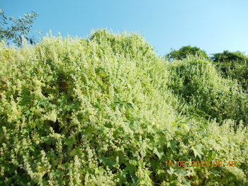 rsz_dscn1426.jpg