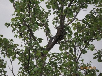 IMG_0003.jpg