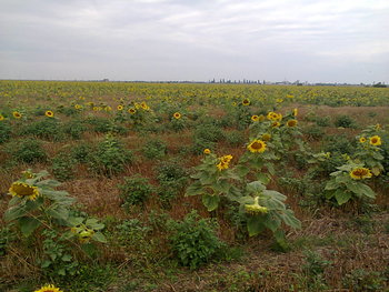 Flora spontana.jpg