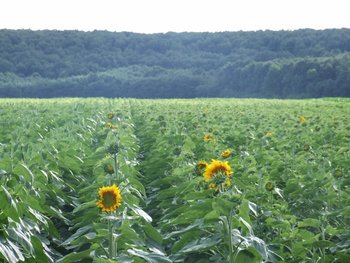 Floarea soarelui, foto - MyBees.jpg
