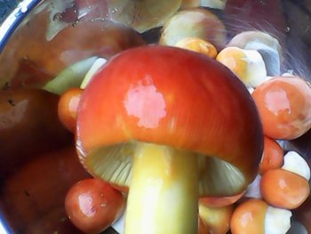 IMG00003.jpg