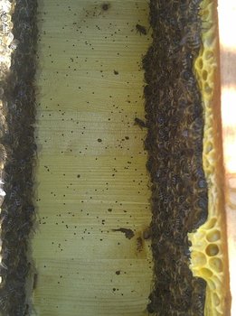 rsz_img-20130922-01269.jpg