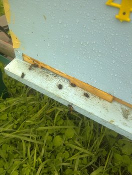 rsz_img-20130929-01360.jpg