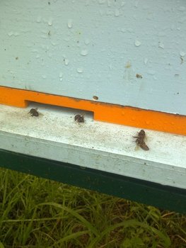 rsz_img-20130929-01361.jpg